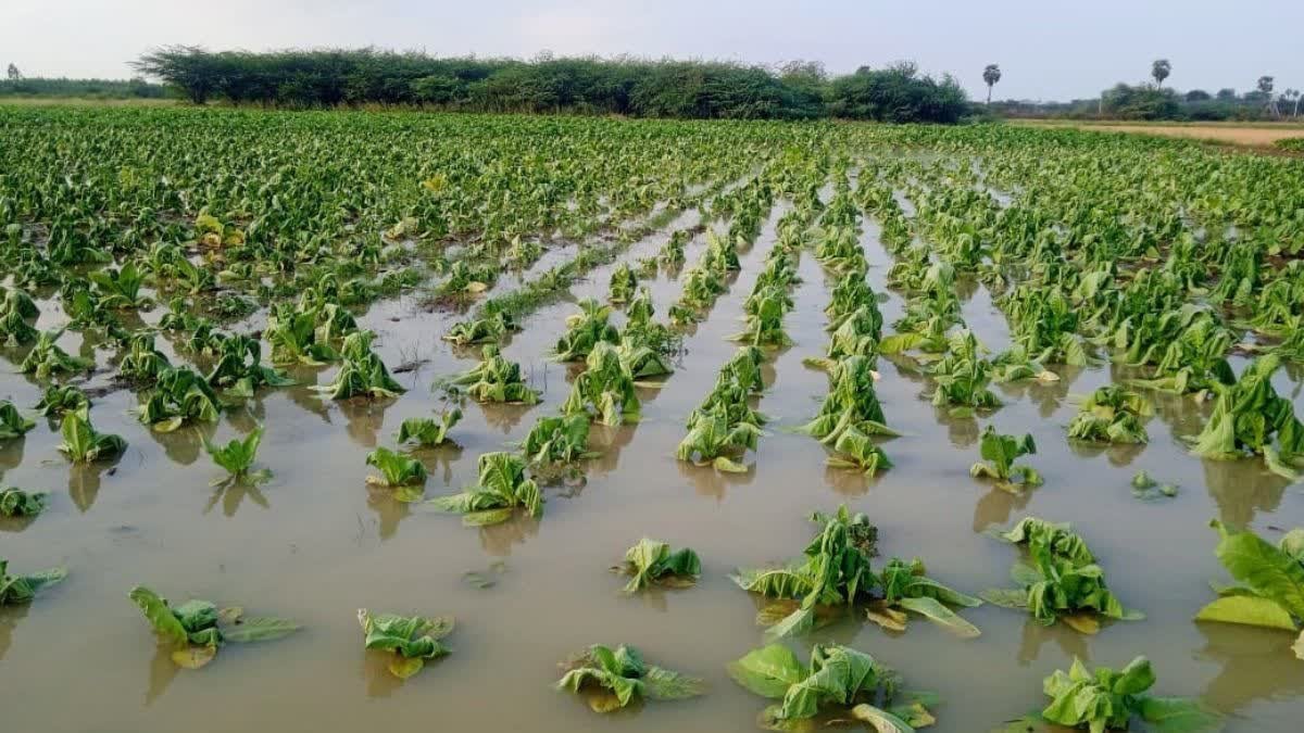 मध्य प्रदेश में किसानों के लिए राहत, खाद स्लॉट बुकिंग समय बढ़ाया गया