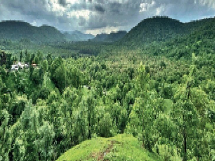 इंदौर में रेलवे ट्रैक के लिए 2.5 लाख पेड़ काटने पर हाईकोर्ट ने लगाई रोक